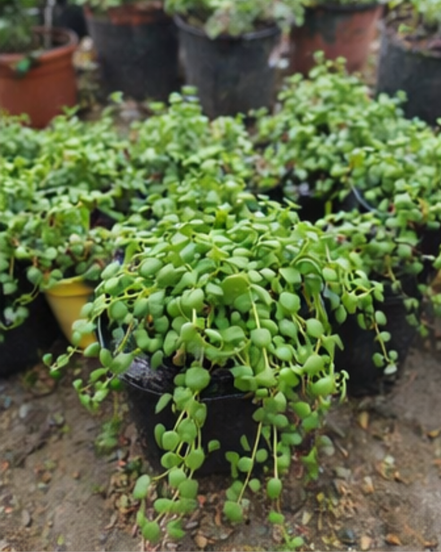 String of Hearts Plant — view 3