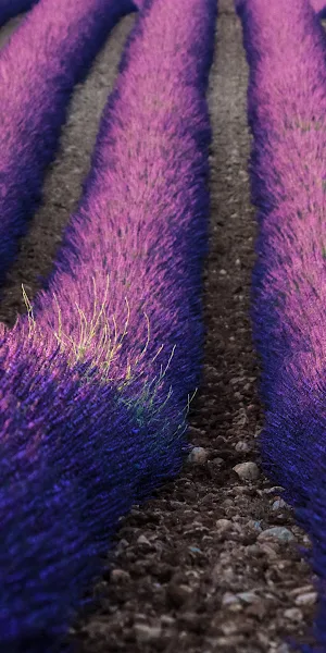 Lavender, Provence, Field, Rows, Purple 4K Wallpaper Background