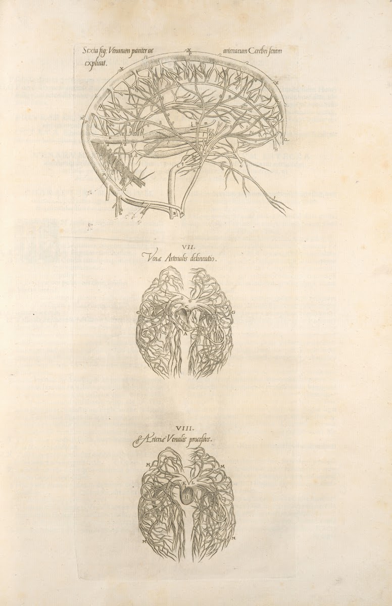 Sixta fig Venarum panter acarterum Carebri senem explicat  Ven  arterialis delin