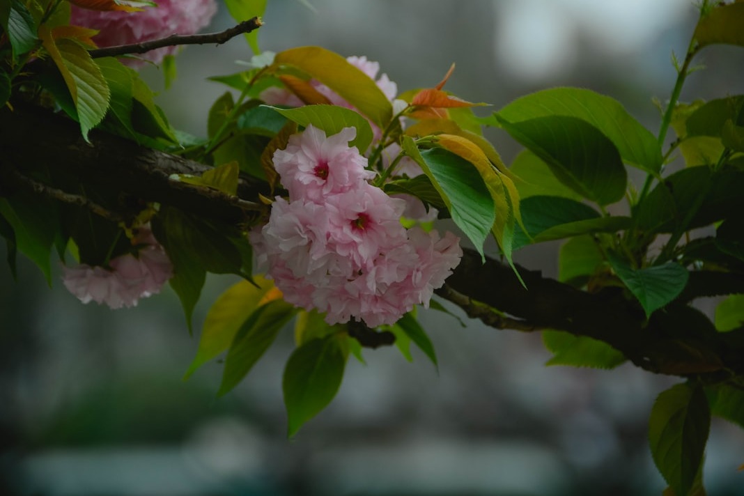 부산 온천천 벚꽃: 2026 인생샷 핫플 가이드