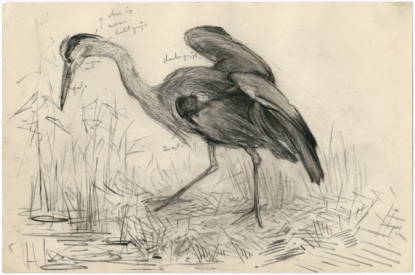 Een Reiger Aan De Waterkant