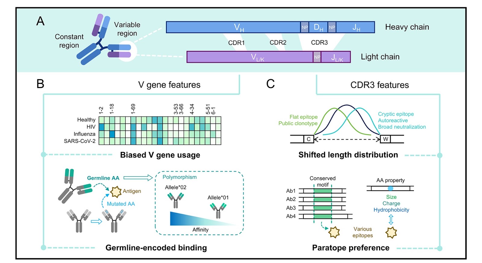 Explore antibody repertoire in the era of AI