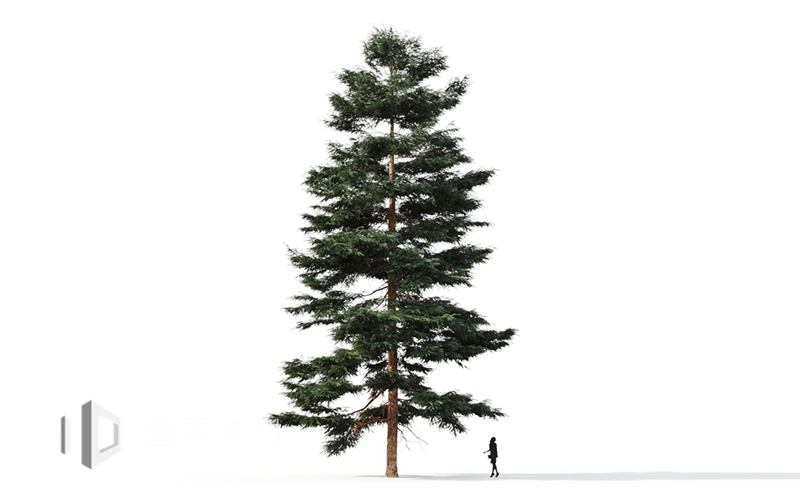 Maxtree - Plant Models Vol.9