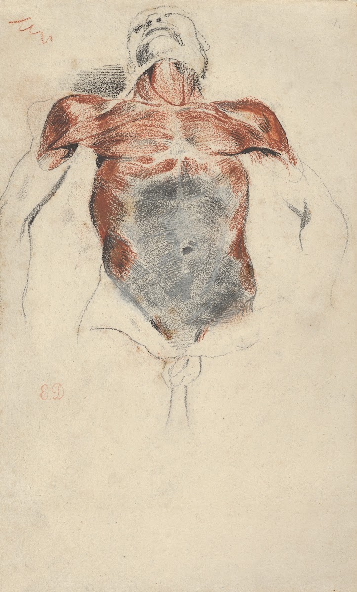 Torso of a Male Cadaver 1828