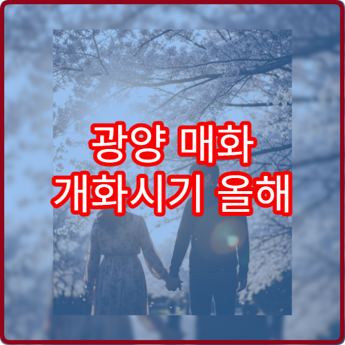 광양 매화 개화시기 올해 매화 절정 예상 시기