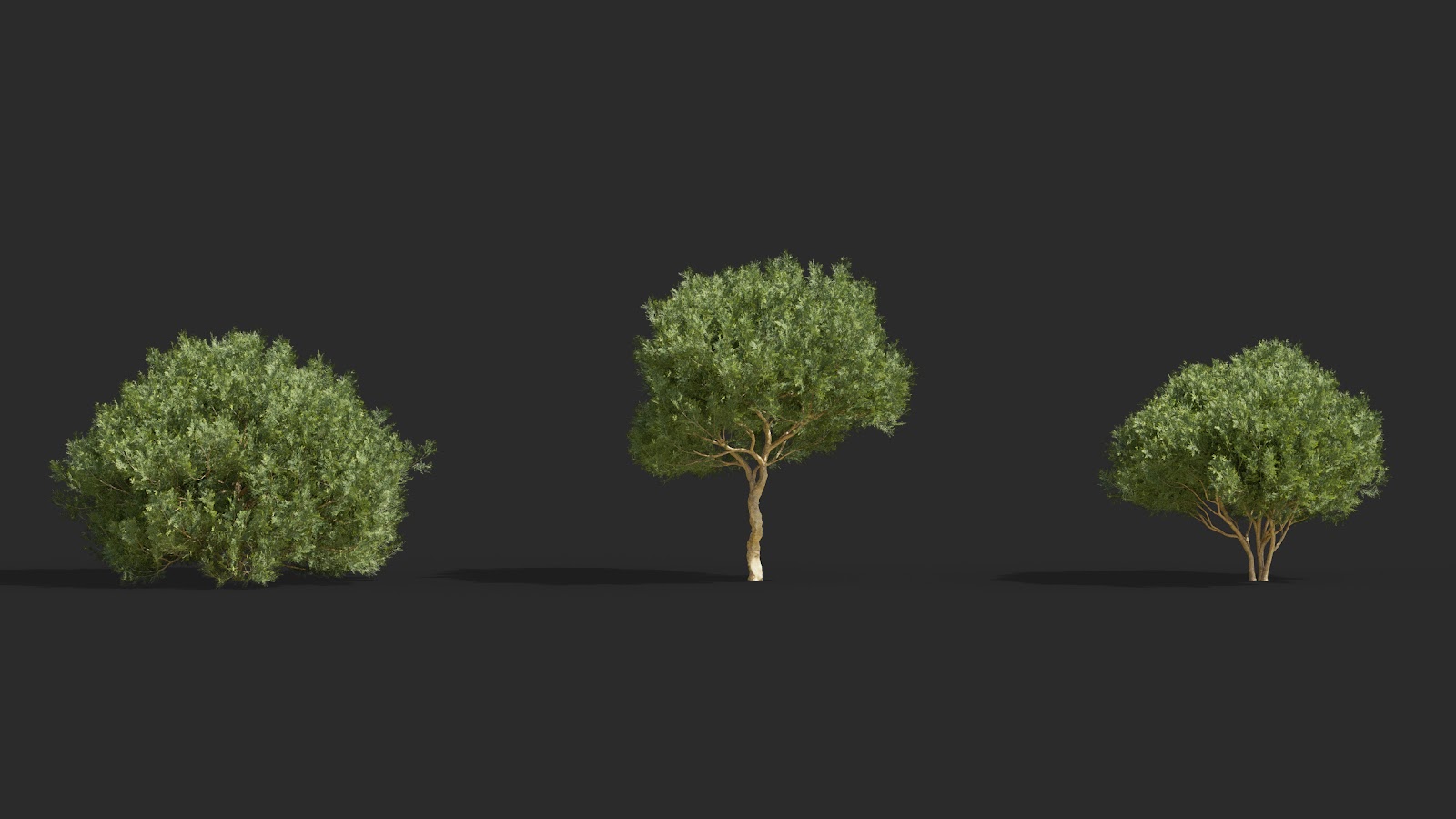 Maxtree - Plant Models Vol.63