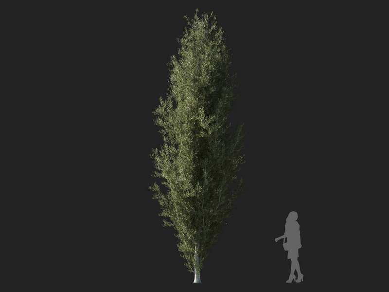Maxtree - Plant Models Vol.127