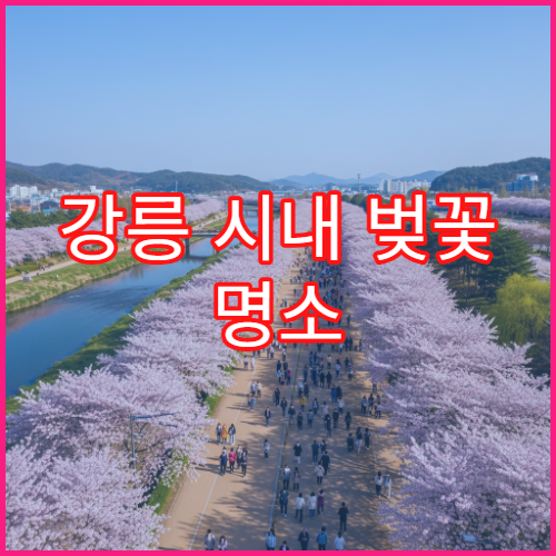 강릉 시내 벚꽃 명소 3월 새벽 6시 사진작가 팁 공유