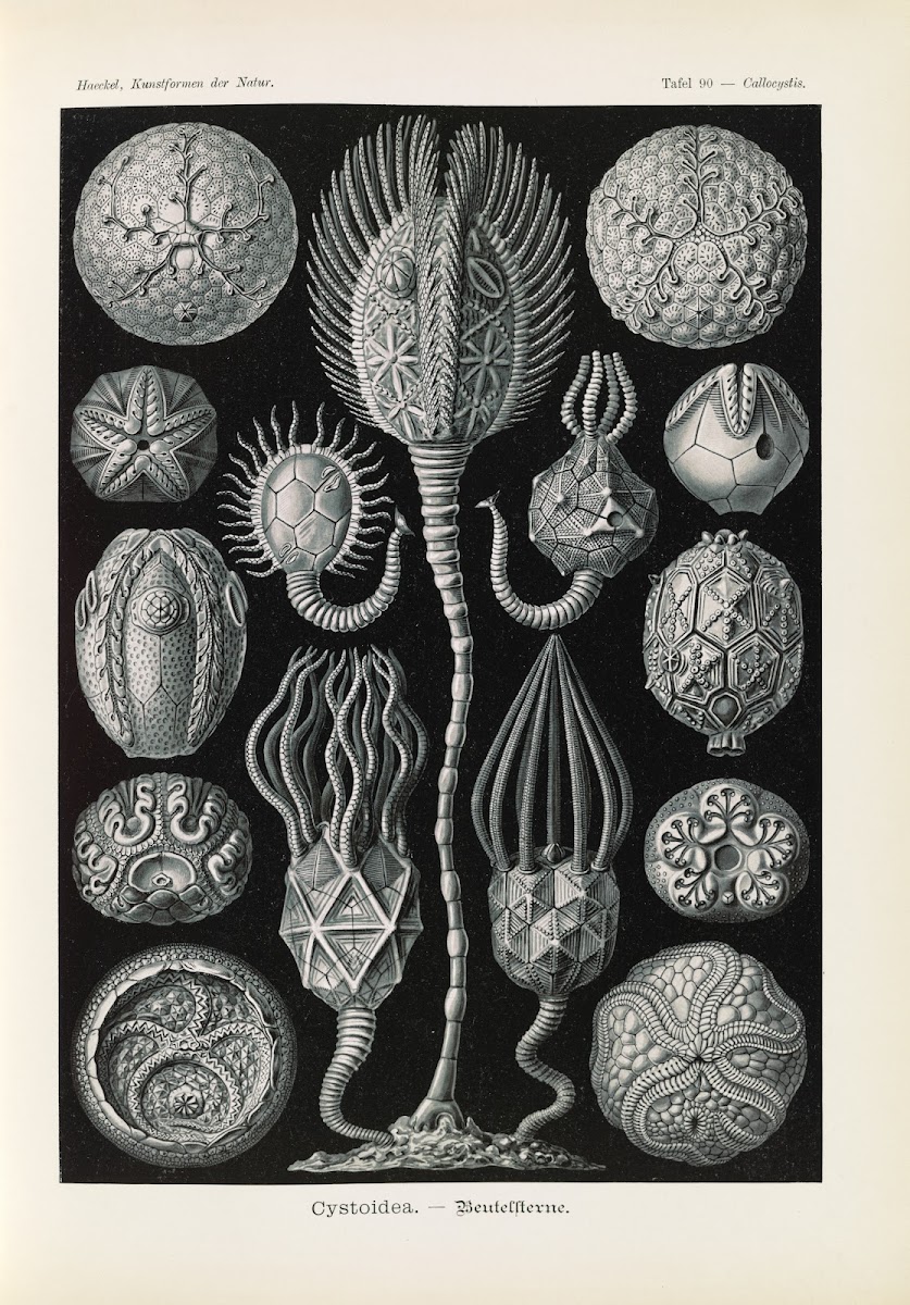 Cystoidea  Beutelsterne 1904