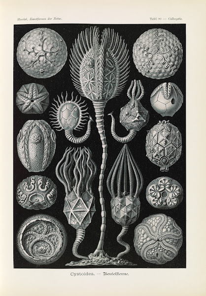 Cystoidea  Beutelsterne 1904