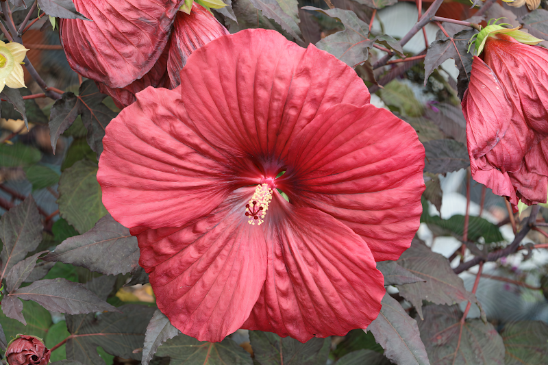 Hibiscus moscheutos 'Summerific Holy Grail' in piena fioritura con fiori rosso intenso e fogliame verde scuro