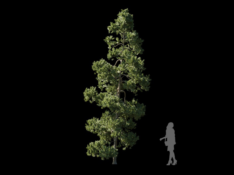 Maxtree - Plant Models Vol.120