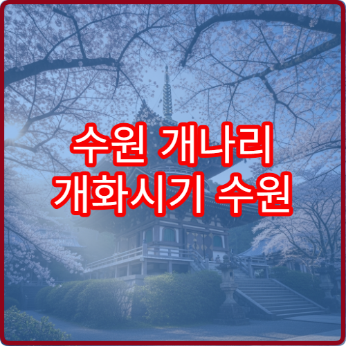 수원 개나리 개화시기 수원 봄꽃 개화 정보