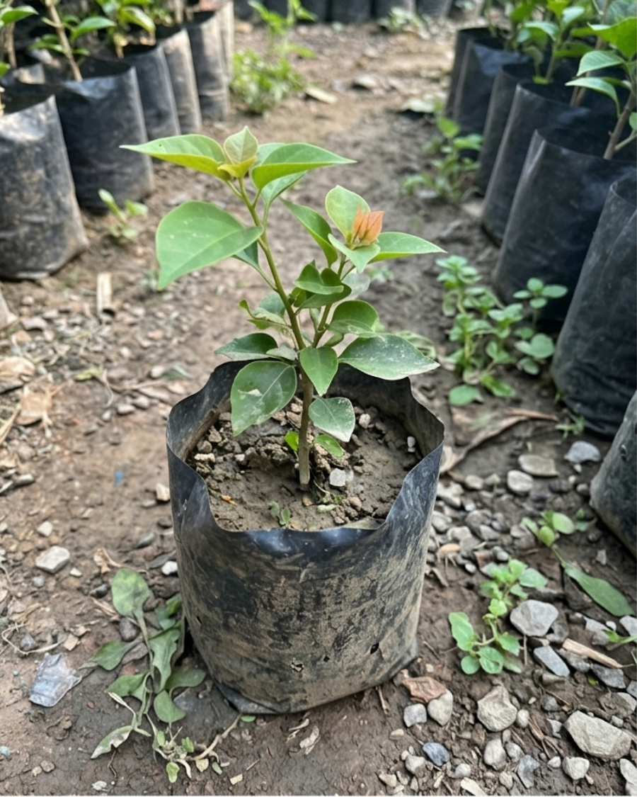 Imported Brezza Peach Bougainvillea Plant — view 4