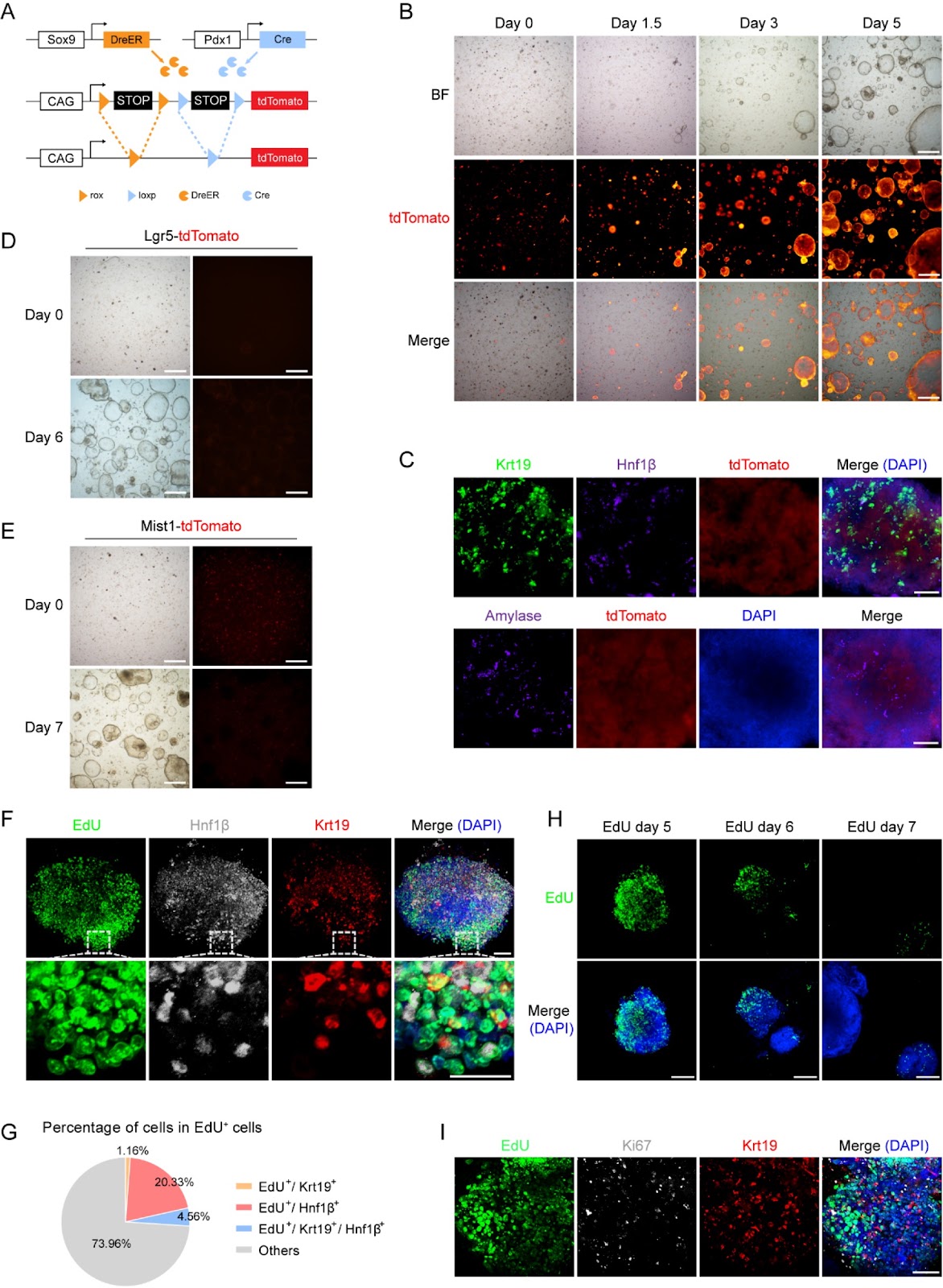 Small molecules enhance the high-efficiency generation of pancreatic ductal organoids