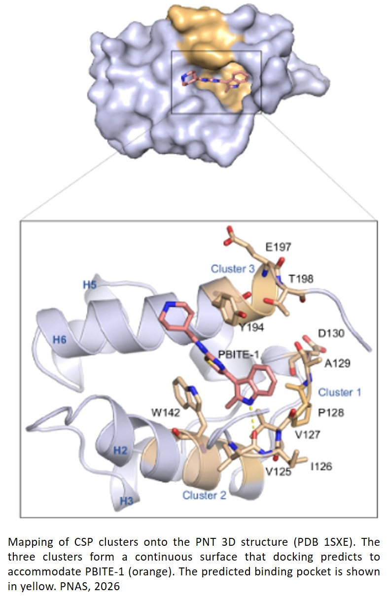 A ligandable PNT domain establishes ERG as a directly targetable oncogenic driver in prostate cancer