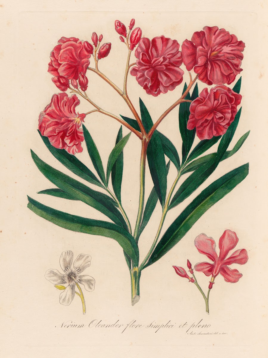 Nerium Oleander flore simplici et pleno 1818 1824