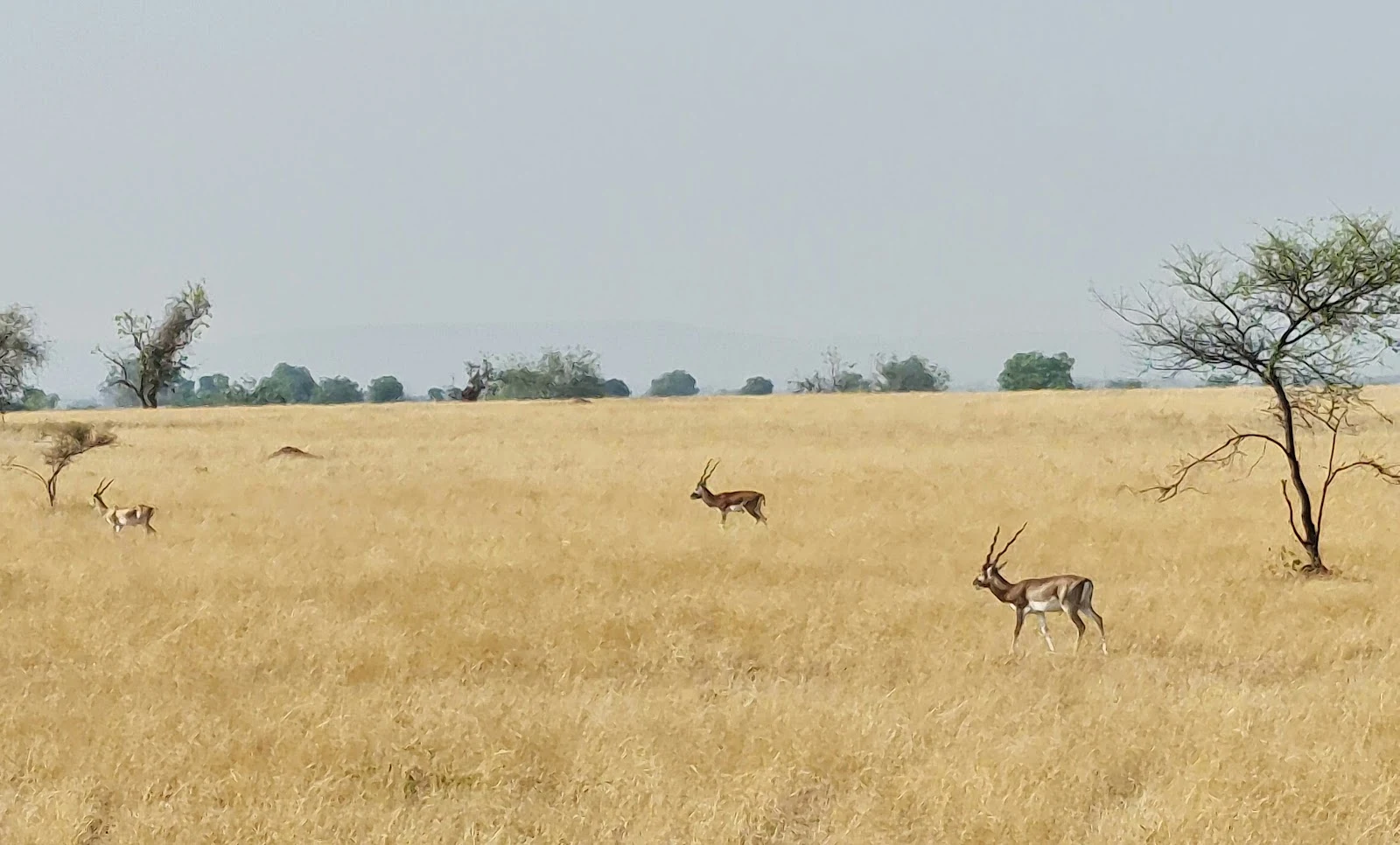 Rollapadu Wildlife Sanctuary
