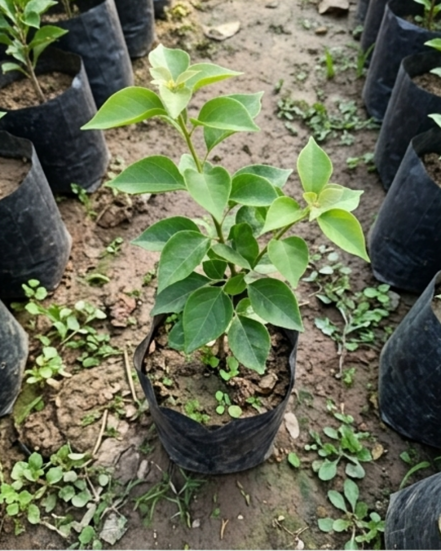 Imported Mrs Alice Bougainvillea Plant — view 2