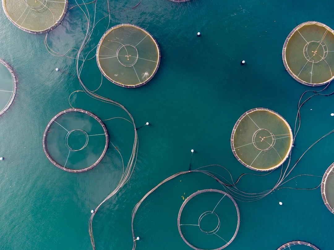 Indonesia's Aquaculture Revolution: Small Fish Restocking for Better Nutrition