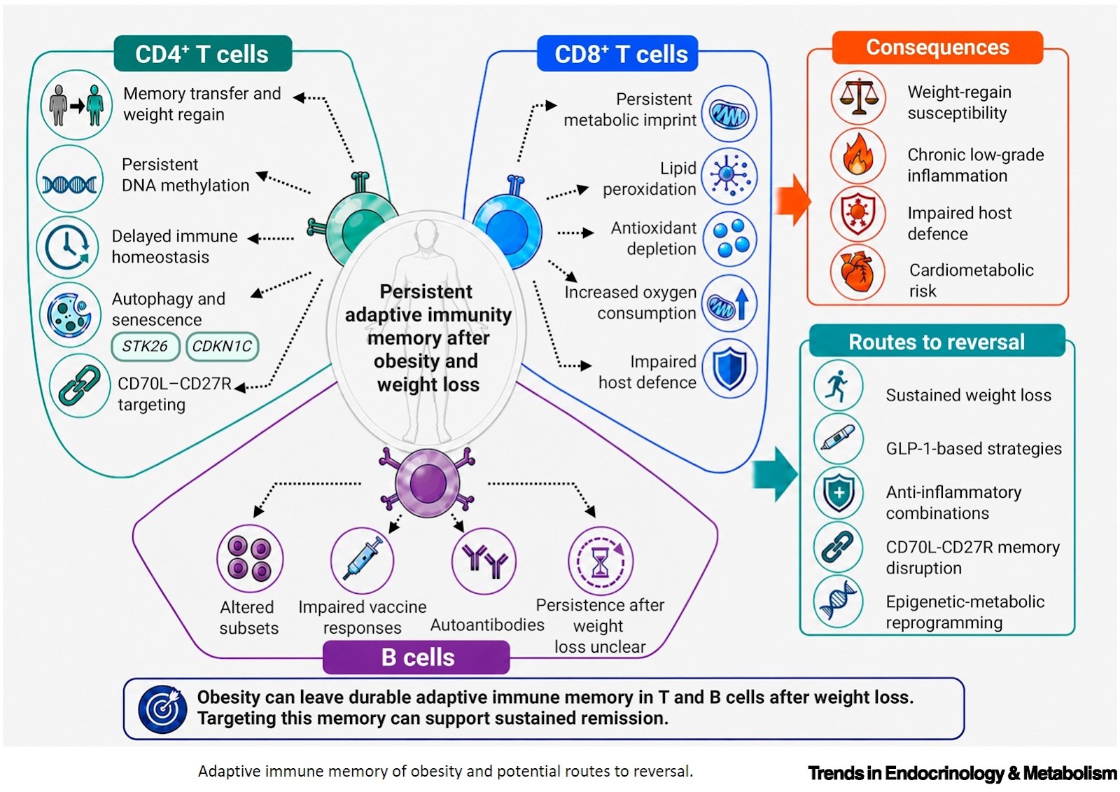 The epigenetic and metabolic basis of obesity memory