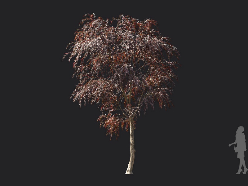 Maxtree - Plant Models Vol.119
