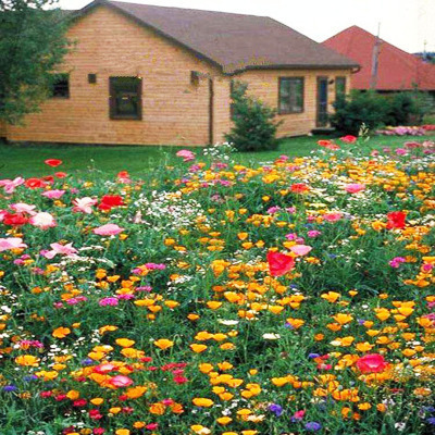 Stockrosensamen, gefüllt, verschiedene Farben