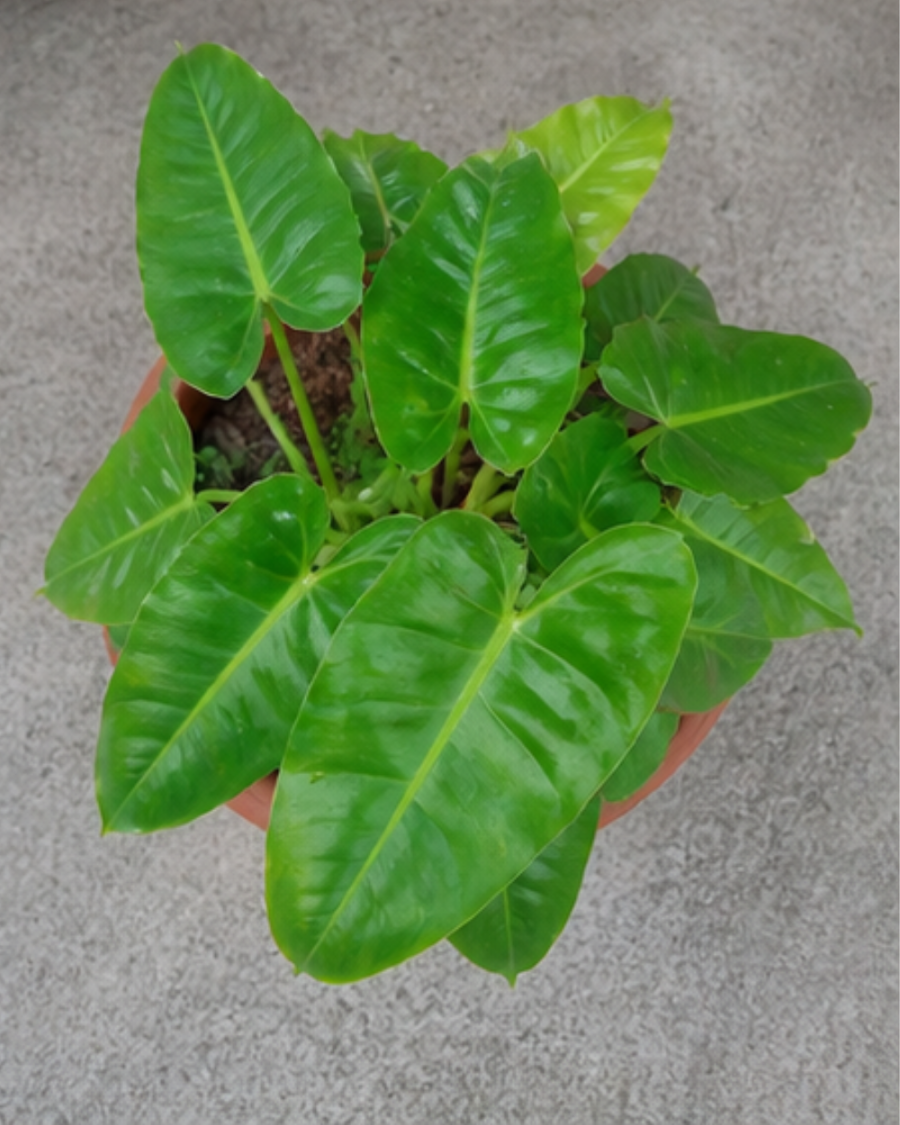 Philodendron Indoor Plant — view 2