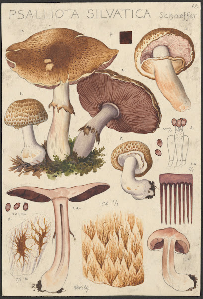 Psalliota silvatica Schaeffer 1915 1945