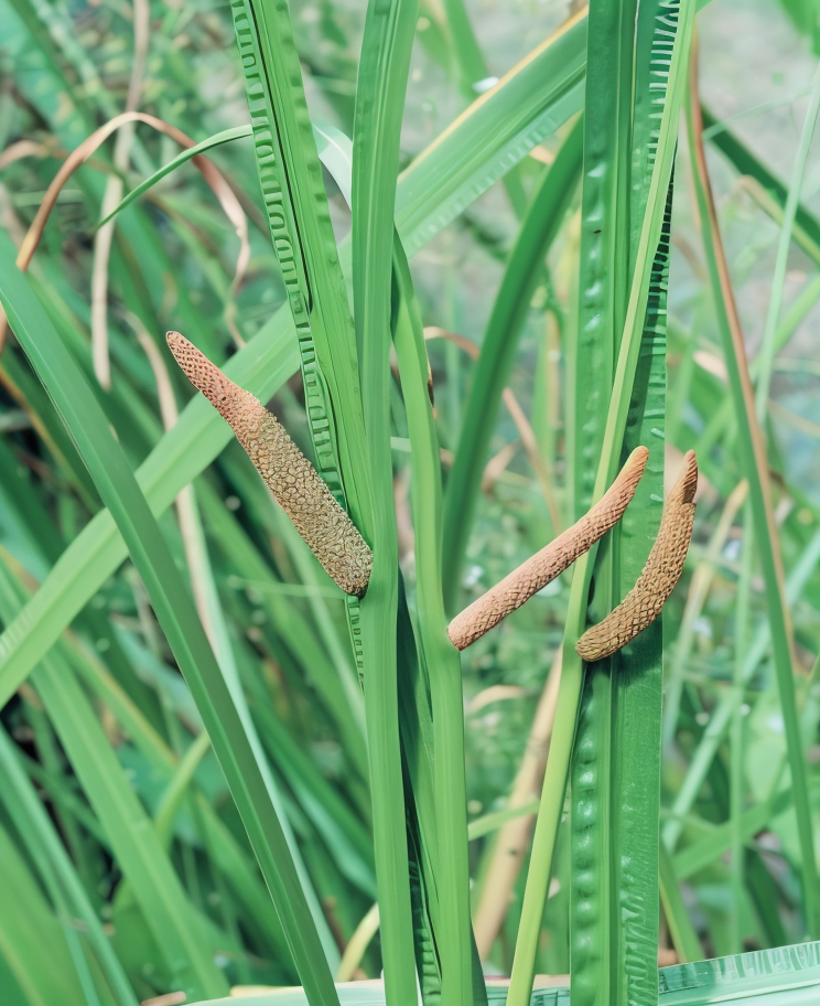 Acorus calamus, Calamo aromatico in un giardino acquatico
