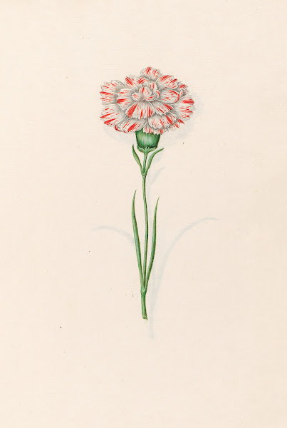 Carnation 1692