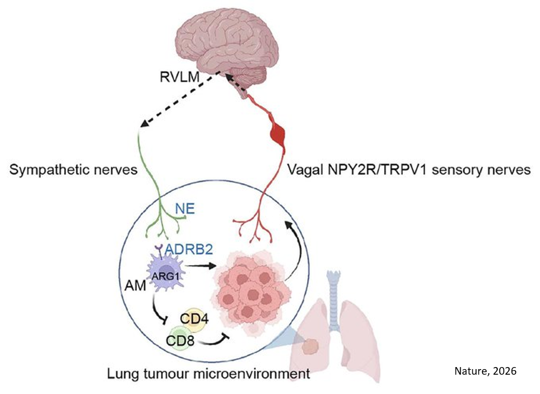 Tumour–brain crosstalk restrains cancer immunity via a sensory–sympathetic axis