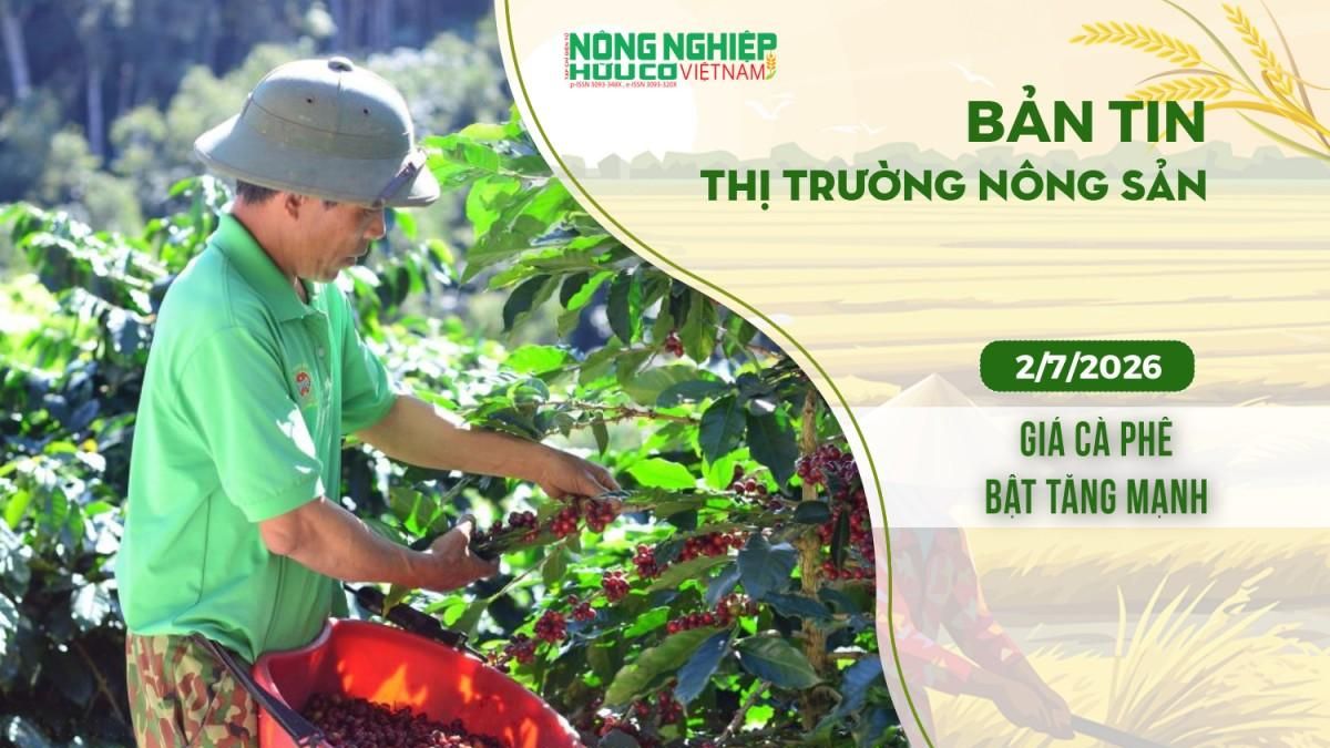 Thị trường nông sản 2/7/2026: Giá cà phê bật tăng mạnh - Nông nghiệp Hữu cơ Việt Nam
