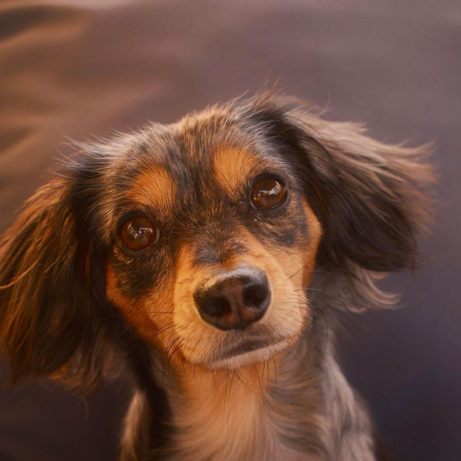 Download Long Haired Dachshund Sitting 2K iPhone
