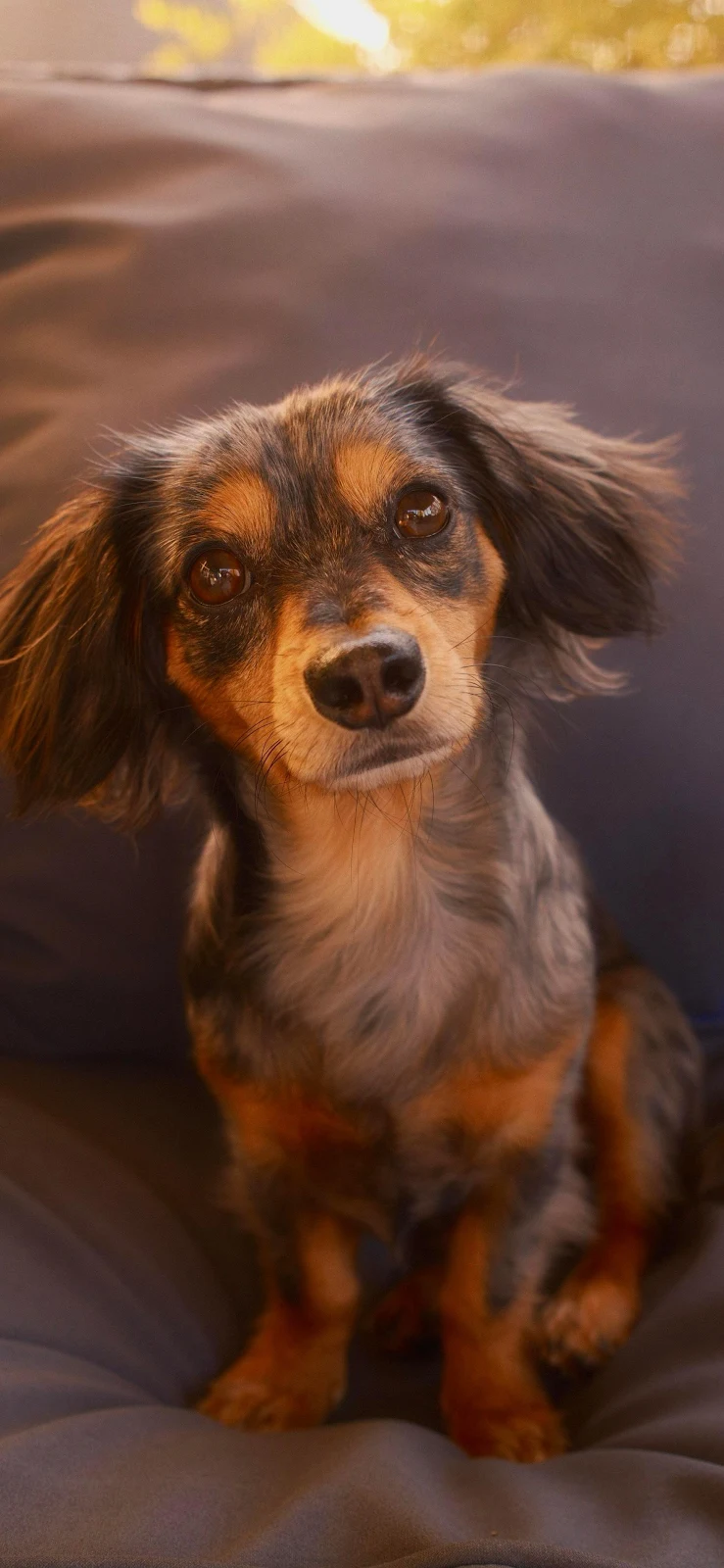 Long Haired Dachshund Sitting - Pet Photography 2K iPhone Wallpaper (1772x3839)