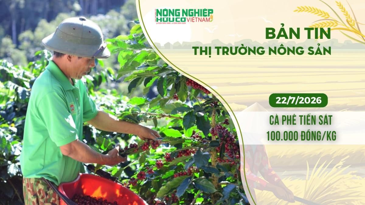 Thị trường nông sản 22/7/2026: Cà phê tiến sát 100.000 đồng/kg - Nông nghiệp Hữu cơ Việt Nam