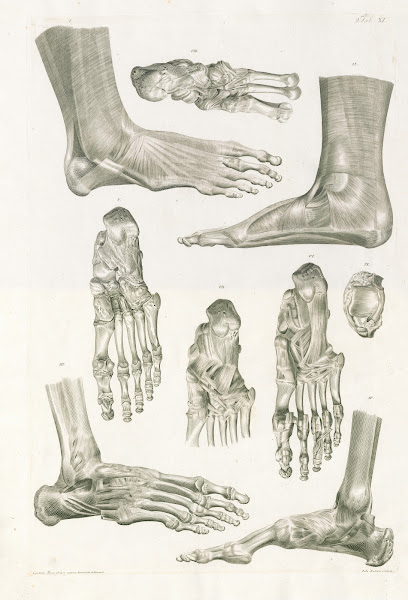 Floriani Caldani tabulae anatomicae ligamentorum corporis humani Pl11 1803