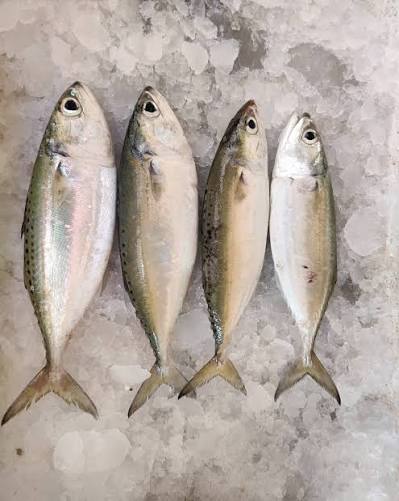 Indian Mackerel
