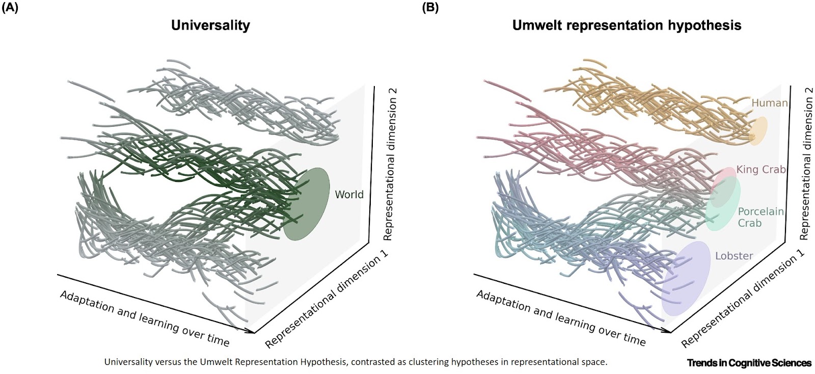 The Umwelt Representation Hypothesis: rethinking Universality