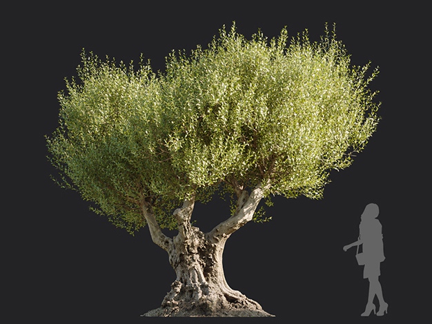 Maxtree - Plant Models Vol.113