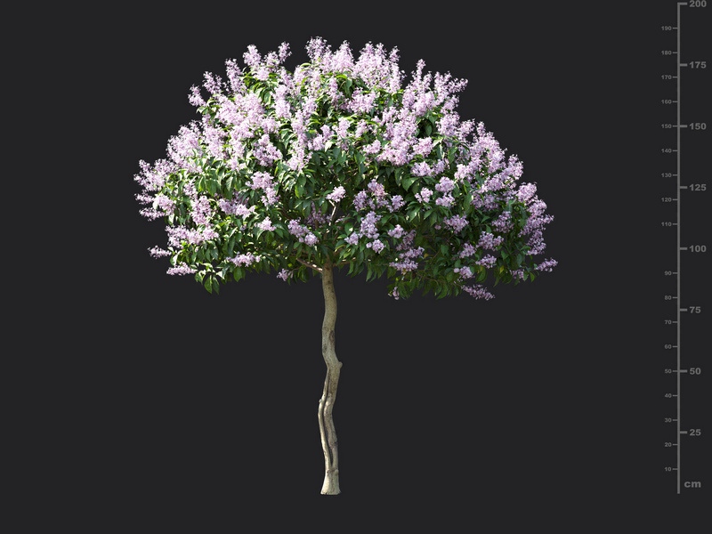 Maxtree - Plant Models Vol.115