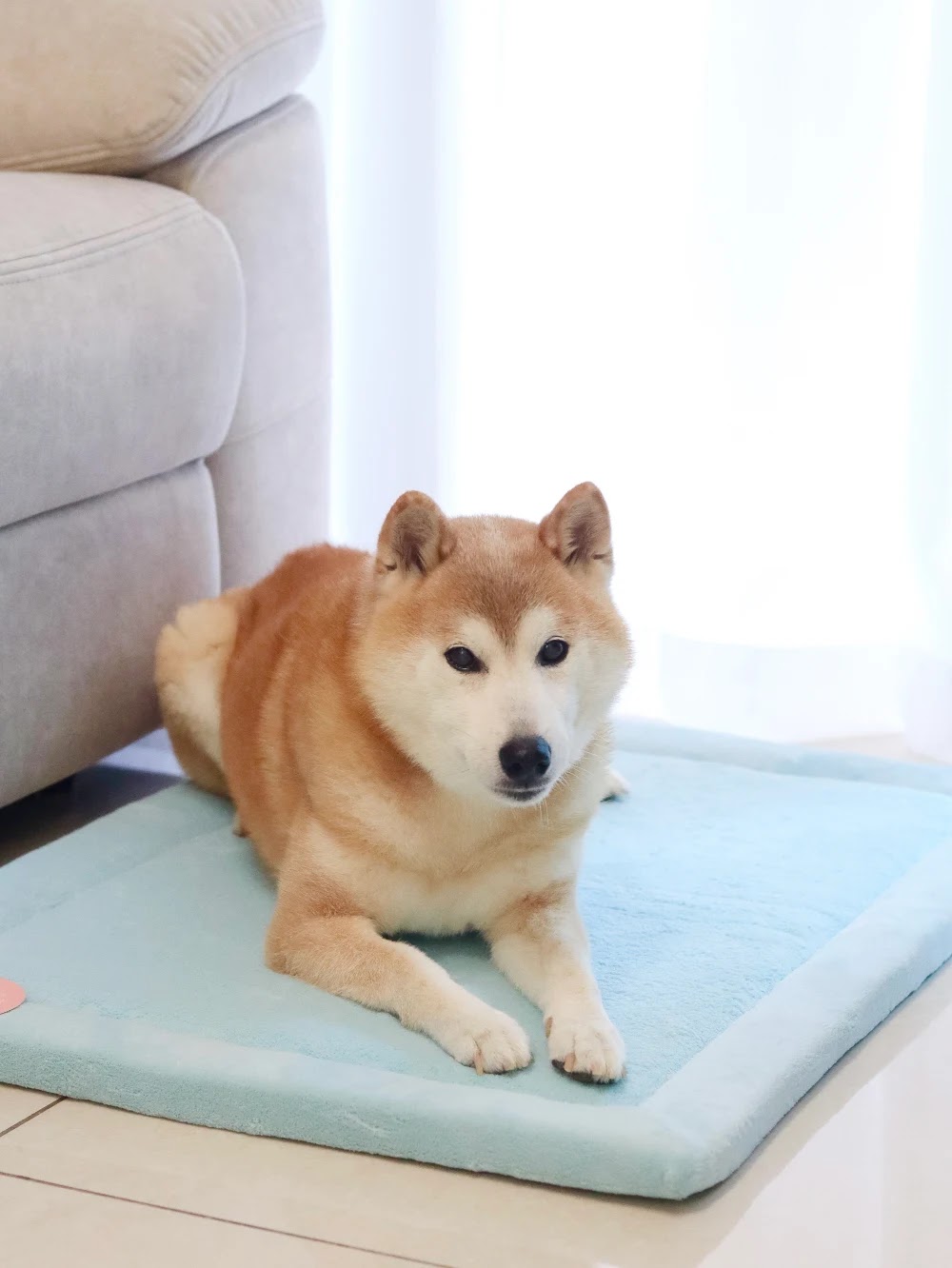 Shiba Inu resting on a pale blue Momomi pet mat beside a sofa in a bright living room