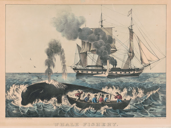 Whale fishery attacking a right whale