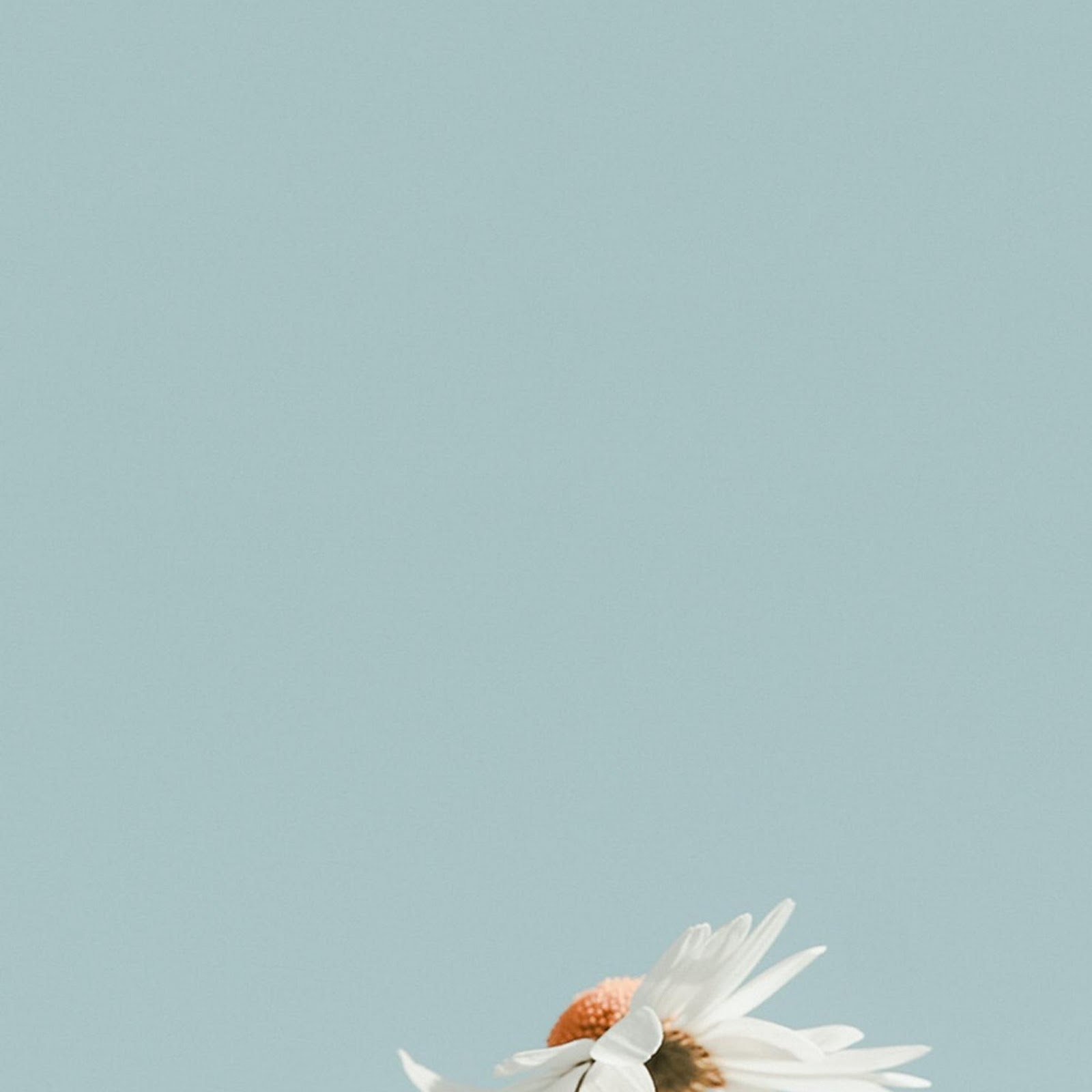 Download Two White Daisies In Bloom 2K iPhone