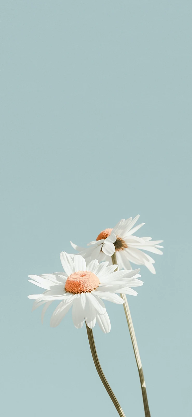 Two White Daisies In Bloom - Minimalist Nature Photography 2K iPhone Wallpaper (1476x3197)