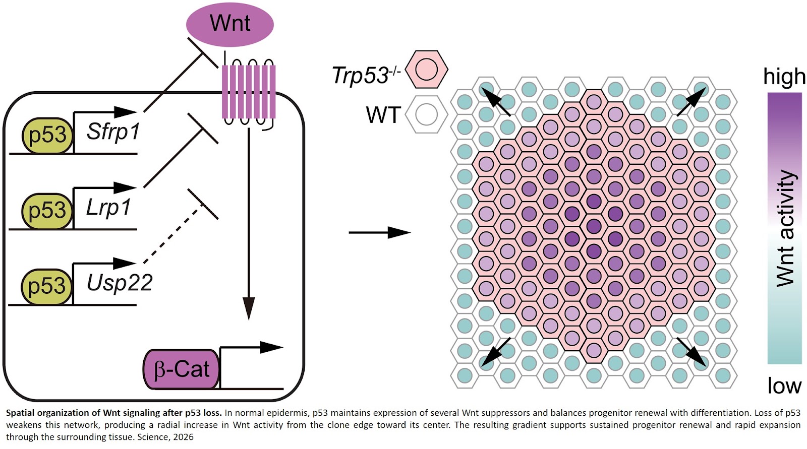 How loss of tumor suppressor p53 enables mutant cells proliferate through normal tissue?