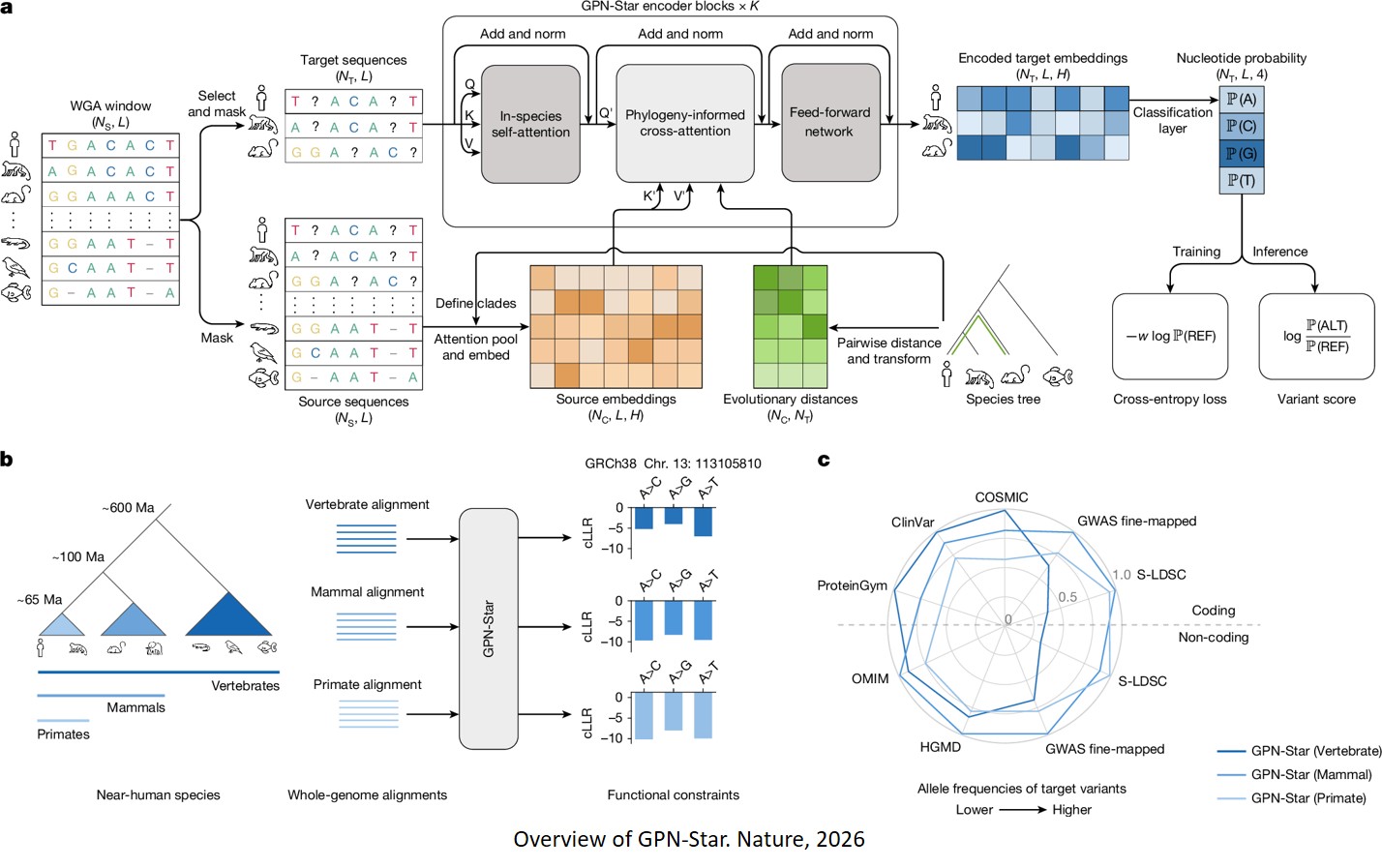 Predicting genome-wide functional constraints with GPN-Star