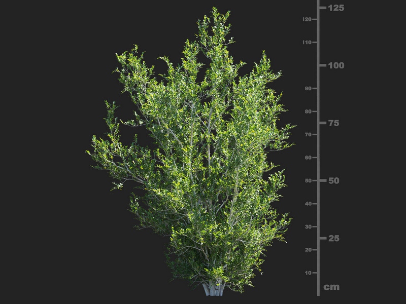 Maxtree - Plant Models Vol.112