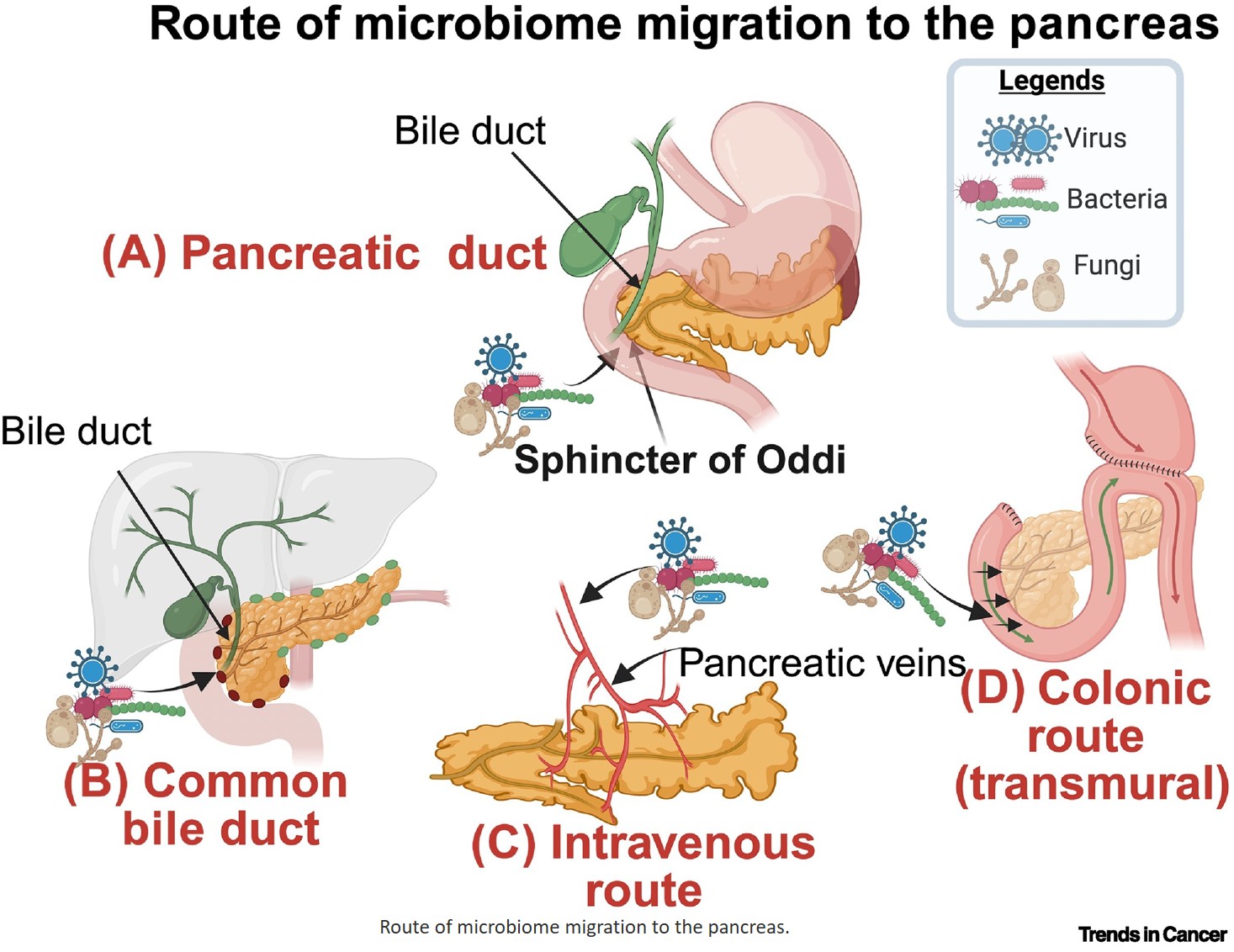 Microbiome drives pancreatic inflammation and tumorigenesis