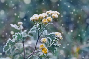 Winter Nature Wallpaper